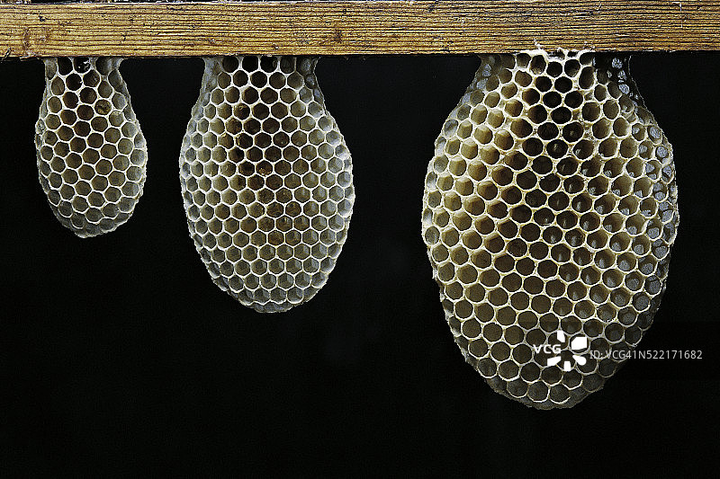 蜜蜂蜂巢建造中图片素材