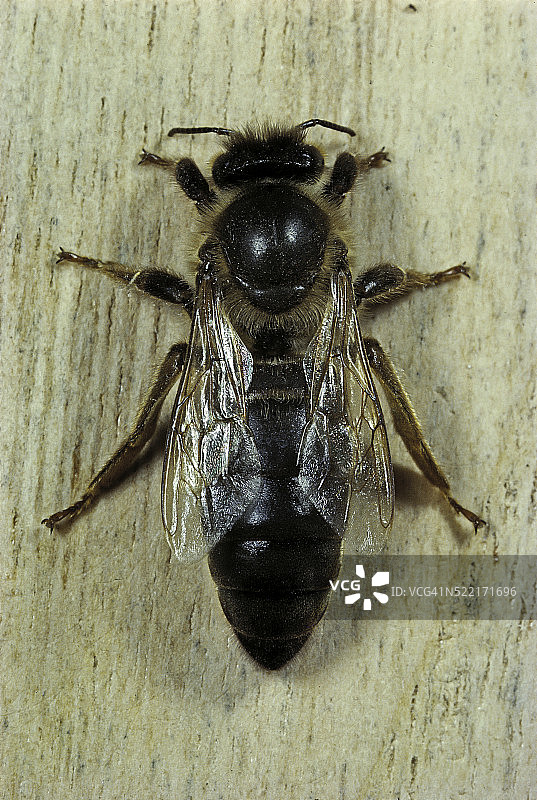 蜜蜂蜂后图片素材