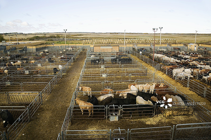 拍卖会围栏中的牛群图片素材