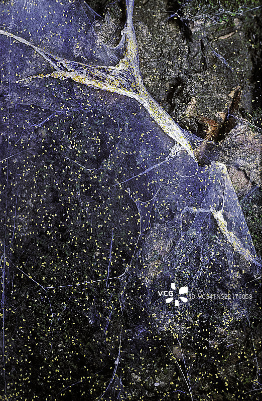 椴树叶螨图片素材