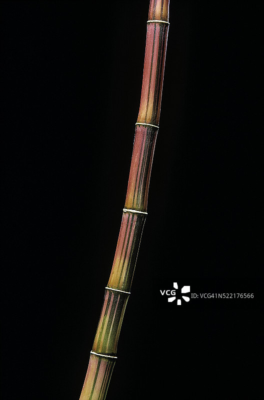 达玛拉巴喜马拉雅巨竹（蓝竹）图片素材