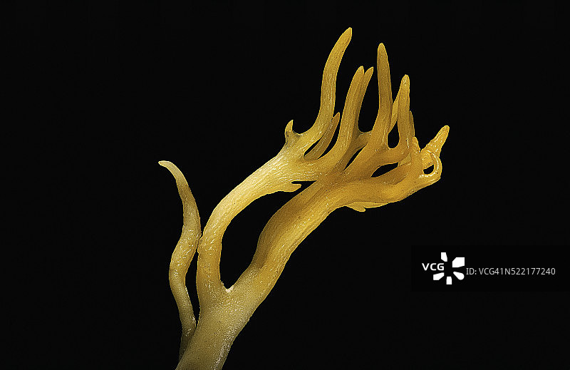 黏质角叉菜（黄色鹿角菇）图片素材