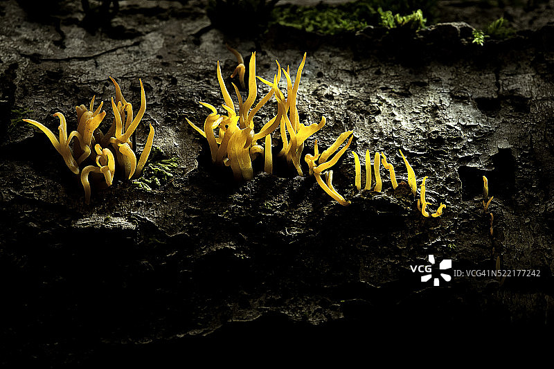 黏质角叉菜（黄色鹿角菇）图片素材