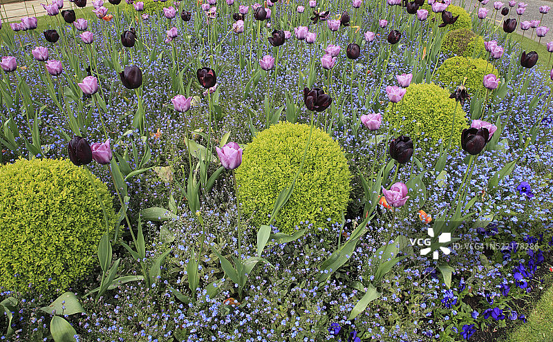 苏格兰格拉斯哥凯文格罗夫公园鲜花图片素材