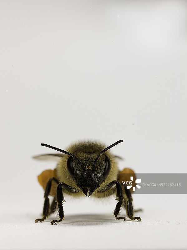 意大利蜜蜂（工蜂）及其装满花粉的花粉篮图片素材