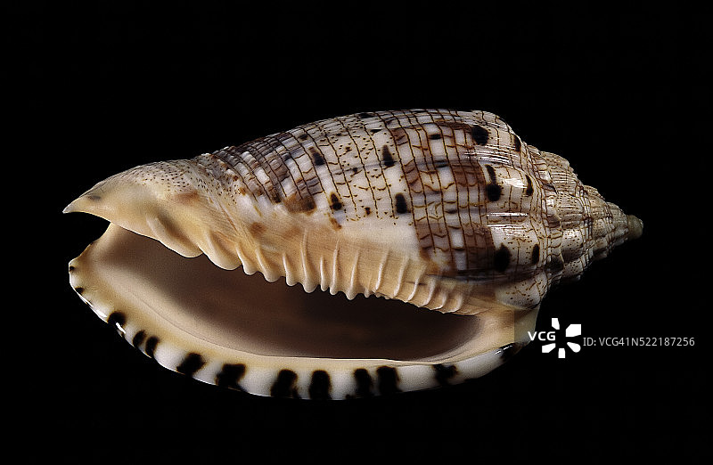 多纹芋螺图片素材