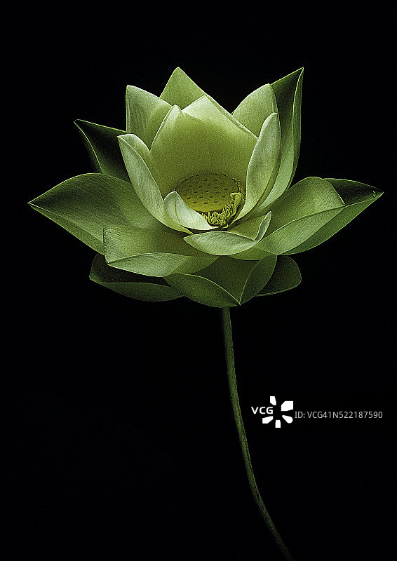 佩里巨型向日葵荷花图片素材