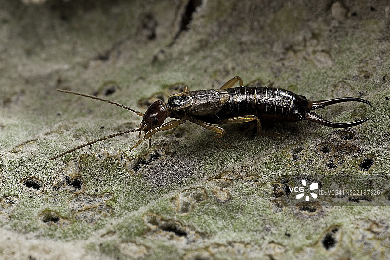 欧洲蠼螋图片素材