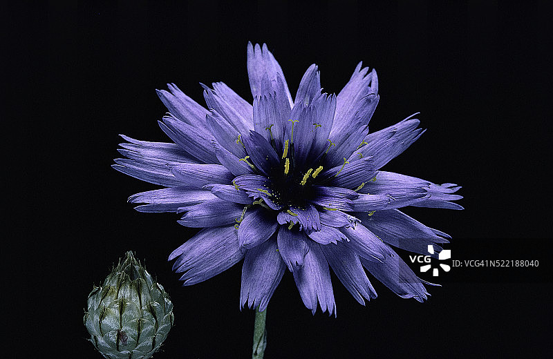 蓝盆花图片素材