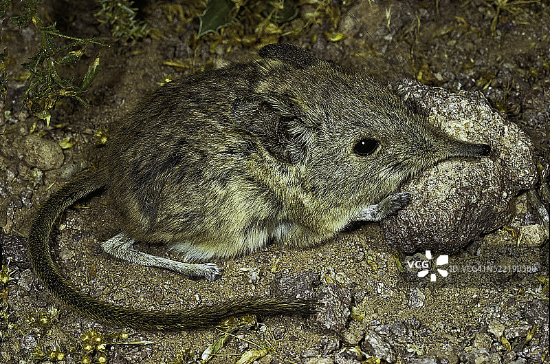 北非象鼩图片素材