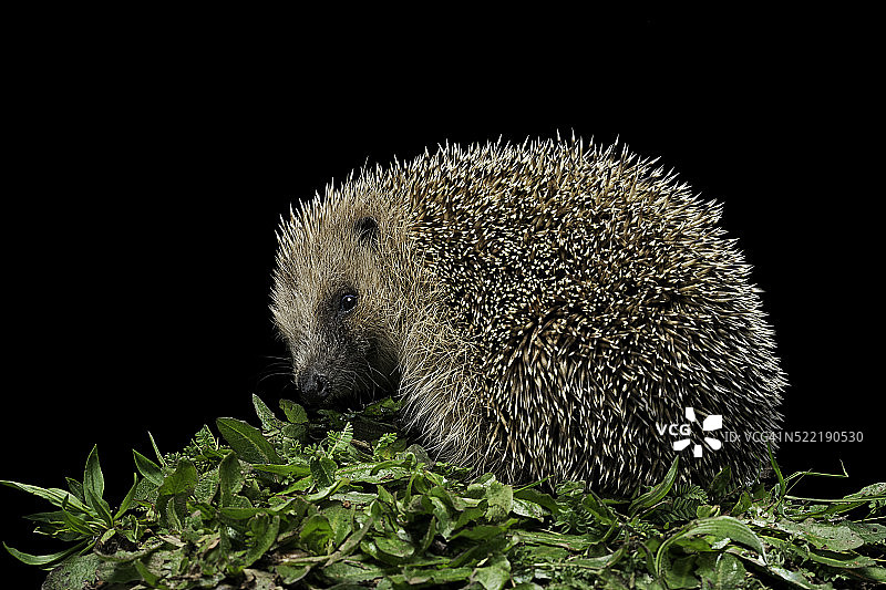 欧洲刺猬图片素材