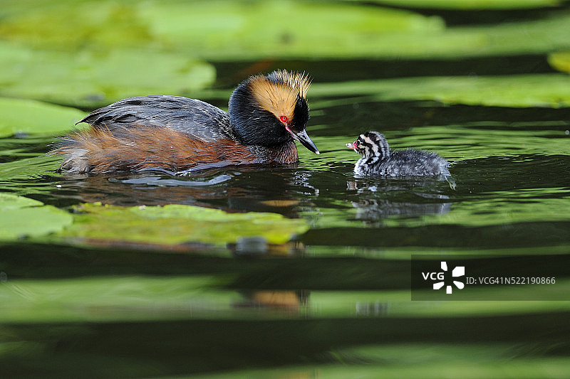 角䴙䴘（Podiceps auritus）与幼鸟图片素材