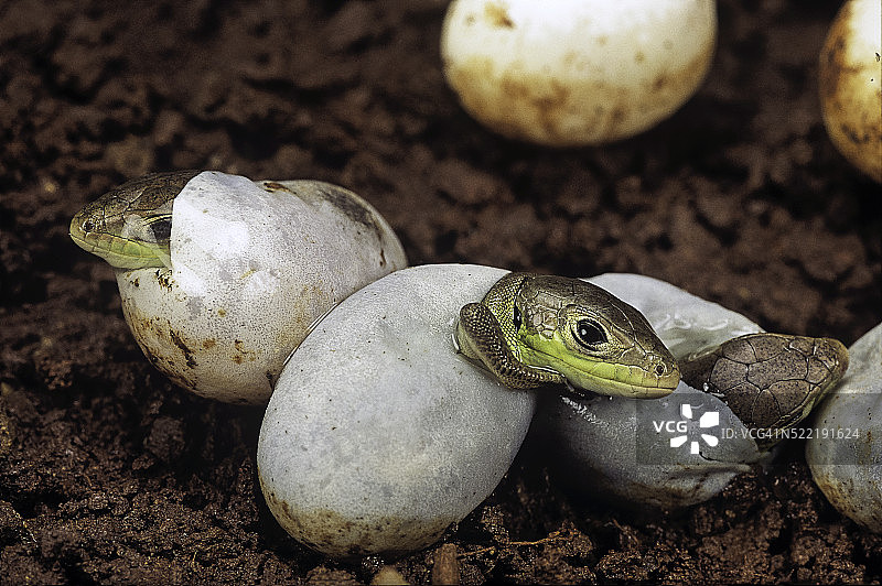 正在孵化的绿蜥蜴图片素材