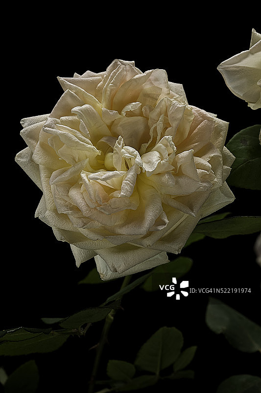 杂交茶香月季‘格蕾丝·达林’图片素材