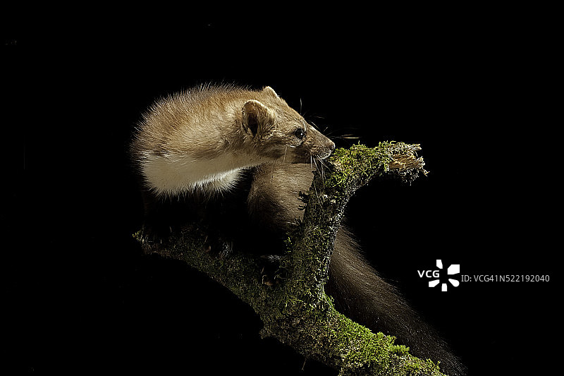 欧洲松貂图片素材