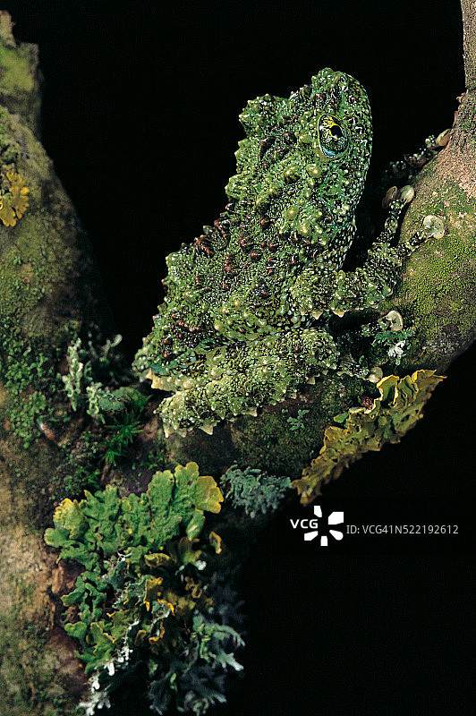 疣背壁虎（越南苔藓蛙）图片素材