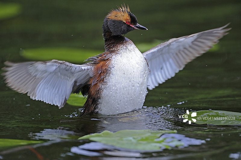 角䴙䴘图片素材