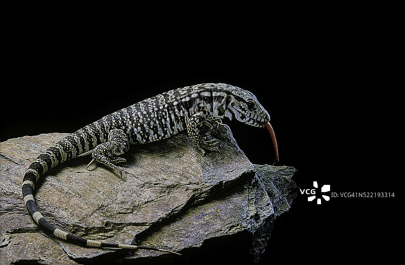 黑白南美蜥图片素材