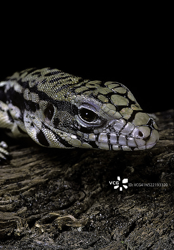 黑白南美蜥图片素材