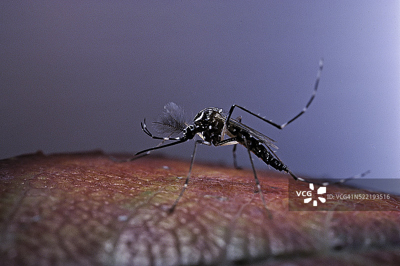 埃及伊蚊（黄热病蚊子）图片素材