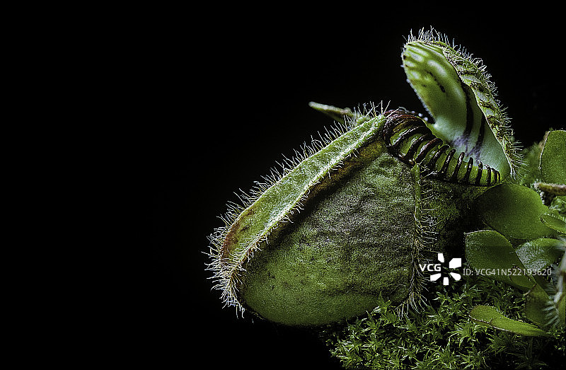 瓶子草（澳大利亚瓶子草，奥尔巴尼瓶子草）图片素材