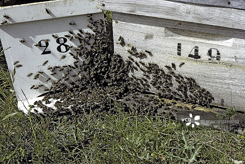 两个蜂巢的靠近图片素材