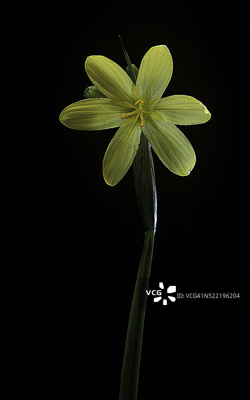 加州香草（黄眼草，金色蓝眼草）图片素材