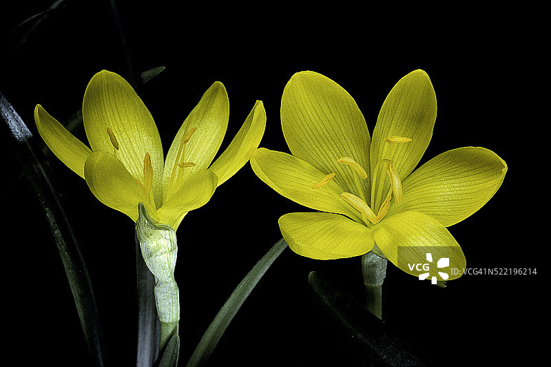 Sternbergia lutea（秋水仙，冬水仙，田野百合）图片素材