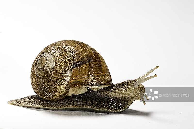 食用蜗牛图片素材