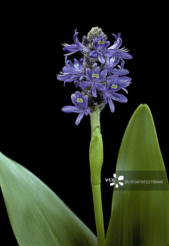 梭鱼草图片素材