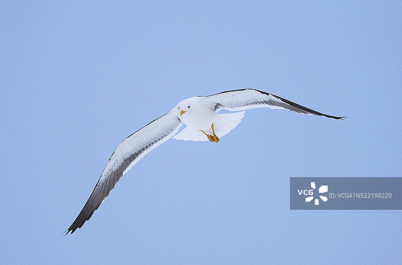 飞翔的小黑背鸥图片素材