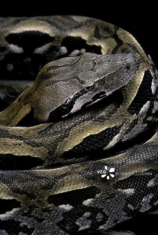 马岛蟒图片素材