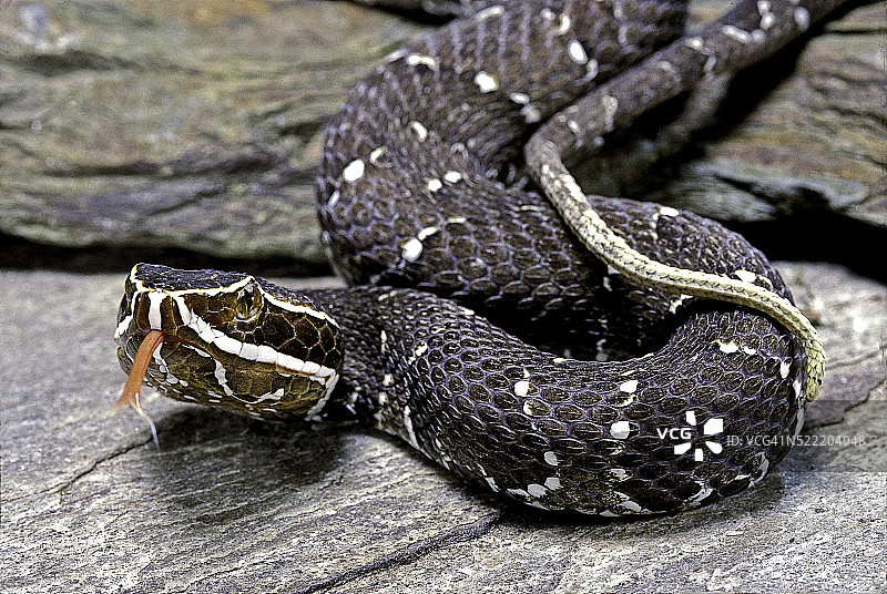 墨西哥钝吻蛇图片素材