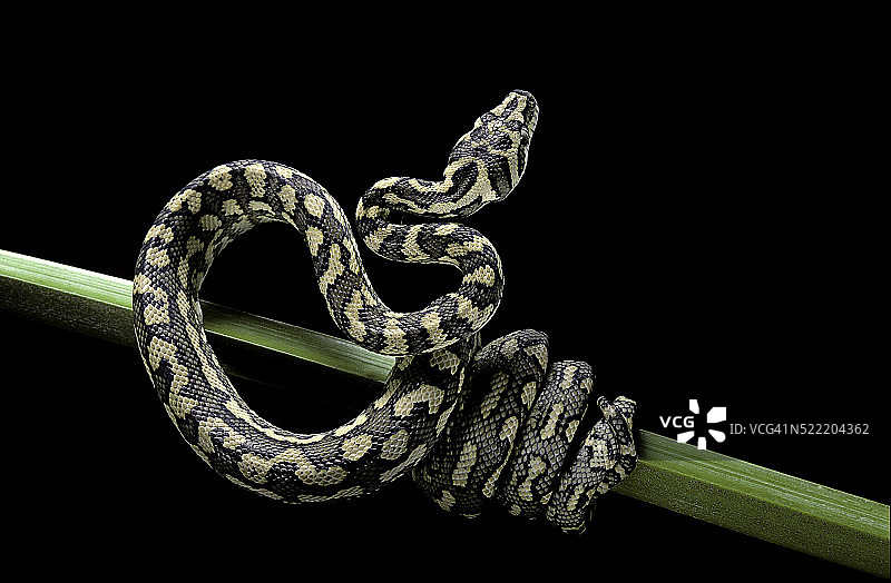 杂色地毯莫瑞利亚蟒图片素材