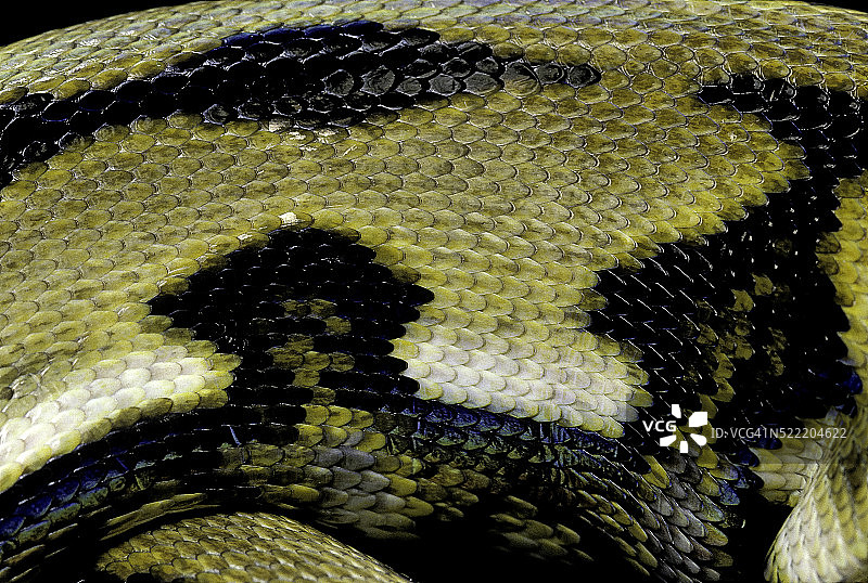 网纹蟒鳞片图片素材