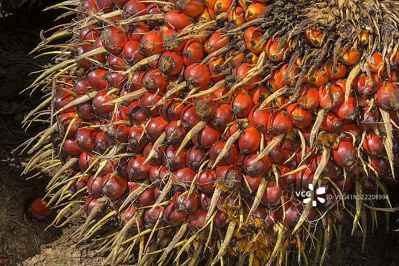 棕榈果图片素材