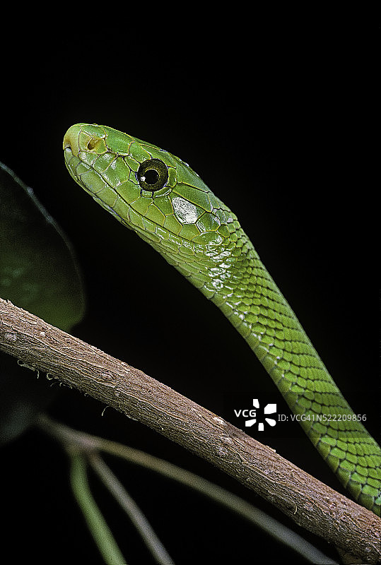 细鳞树眼镜蛇（普通曼巴蛇）图片素材