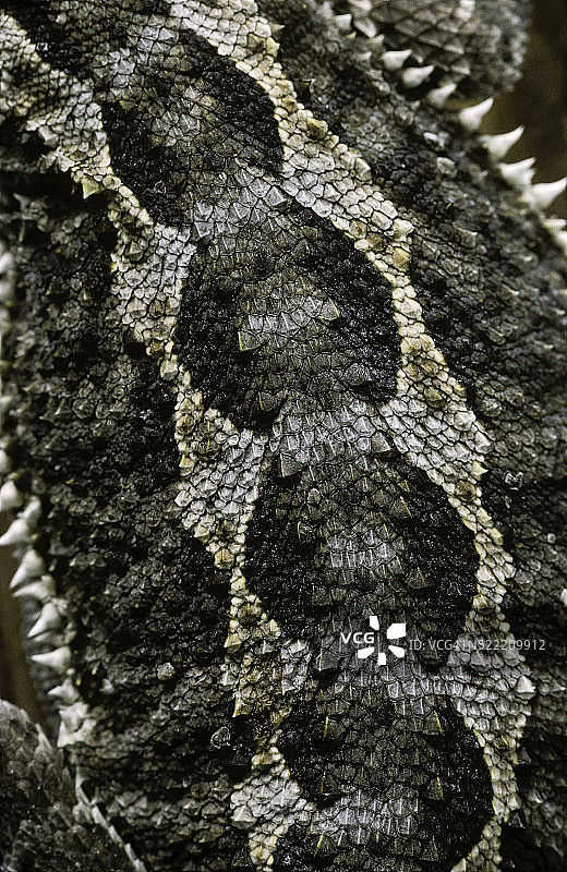 胡须蜥蜴的鳞片图片素材