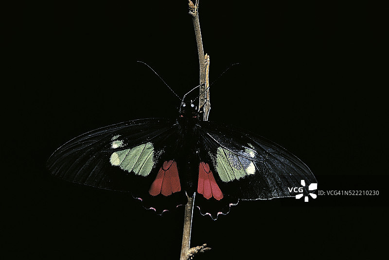 阿卡斯麝凤蝶图片素材