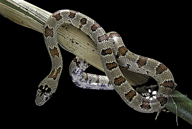 墨西哥王蛇图片素材