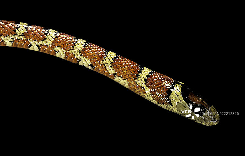 索诺拉山王蛇图片素材