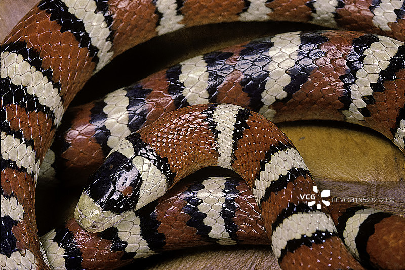 索诺拉山王蛇图片素材