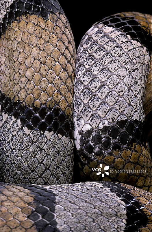 墨西哥王蛇图片素材