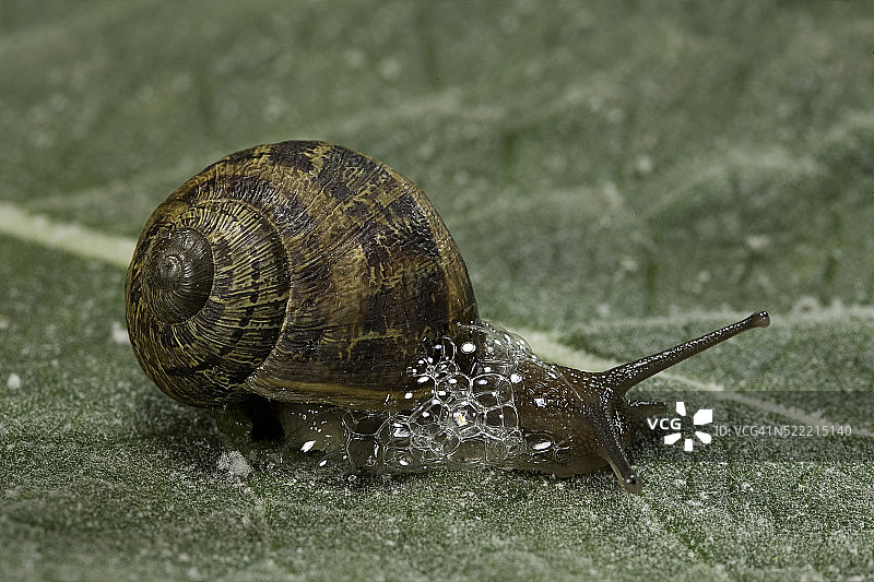 大螺旋蜗牛（棕色菜园蜗牛）- 产生防御性粘液泡沫图片素材