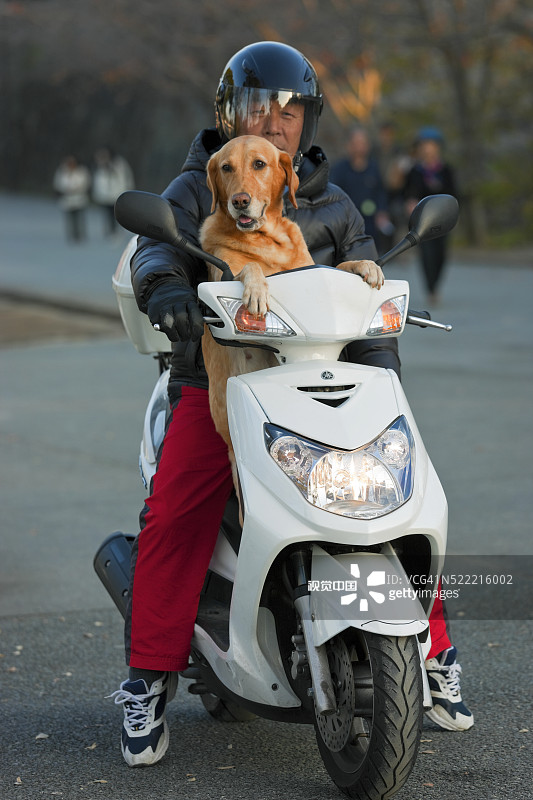 在日本九州熊本城公园骑摩托车的狗图片素材
