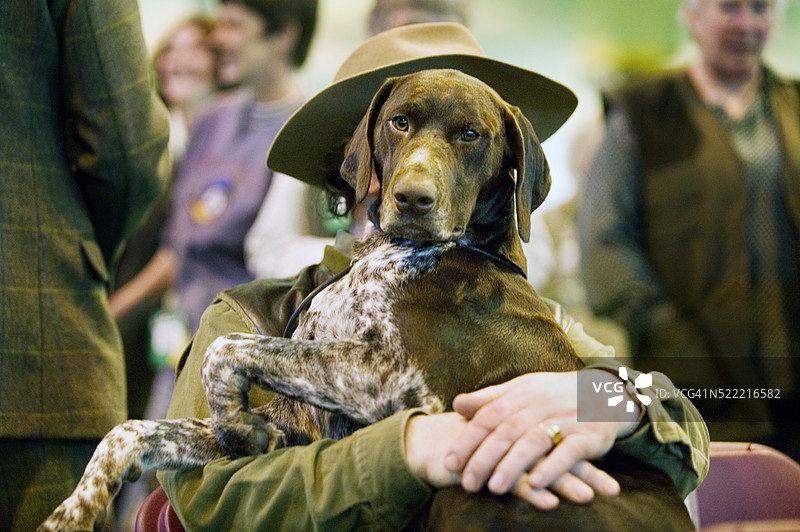 克鲁夫特国际犬展图片素材