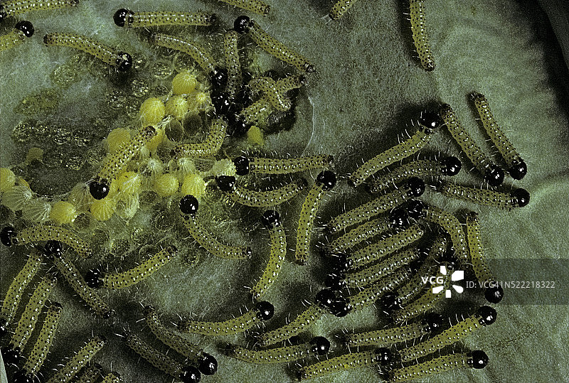 菜粉蝶（大型白蝴蝶，菜蝴蝶）- 带有新孵化的毛毛虫的卵图片素材