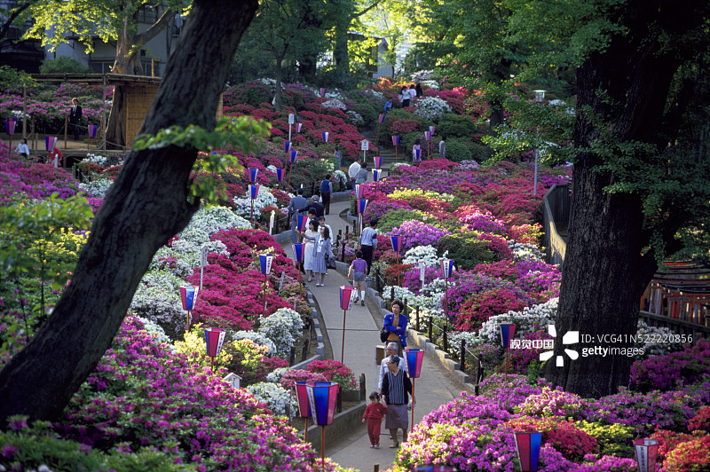 东京根津神社的文京杜鹃花节图片素材