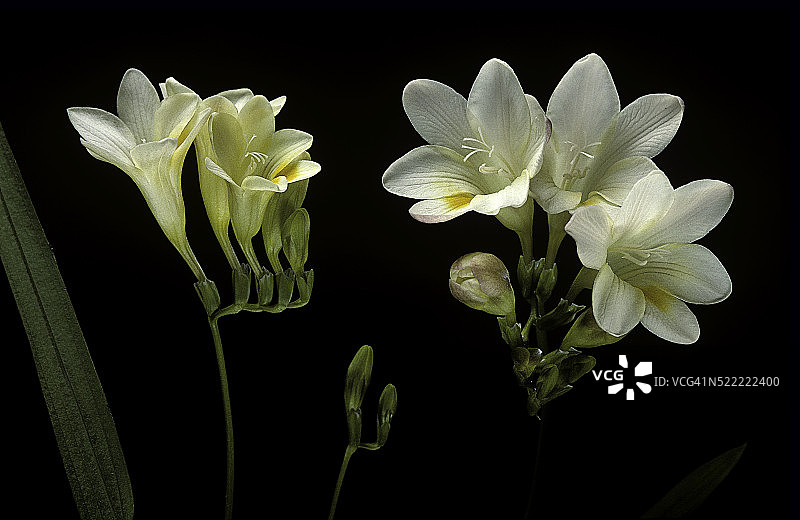 白色香雪兰图片素材