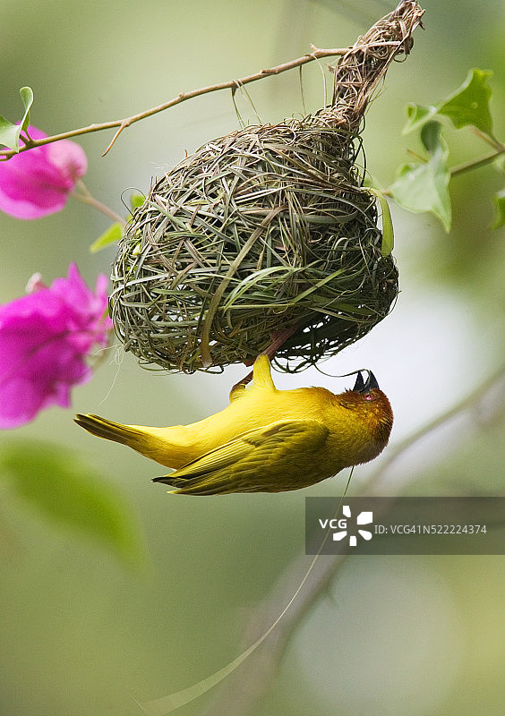 金色棕榈织布鸟筑巢图片素材